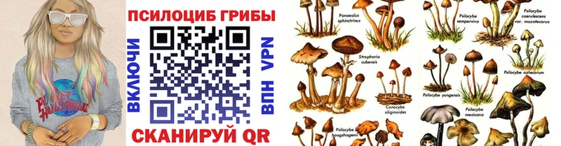 что такое наркотик  Карталы  Псилоцибиновые грибы Psilocybe 